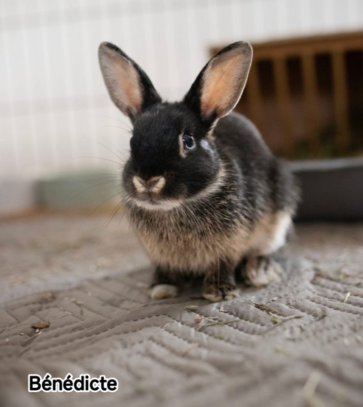Benedicte - Rongeur Lapin à adopter