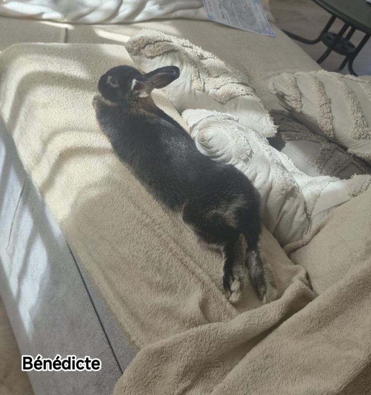 Benedicte - Rongeur Lapin à adopter - photo 5