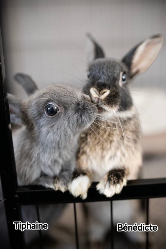Benedicte - Rongeur Lapin à adopter - photo 2