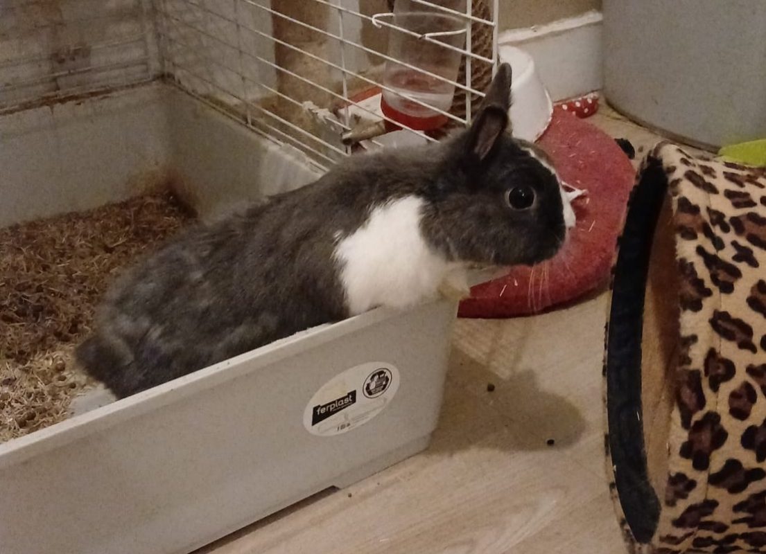 Bunny et Panpan - Rongeur Lapin à adopter - photo 2