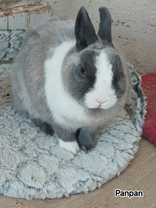 Bunny et Panpan - Rongeur Lapin à adopter - photo 3