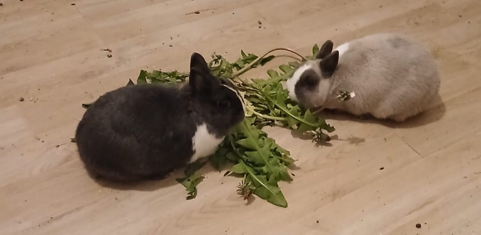 Bunny et Panpan - Rongeur Lapin à adopter