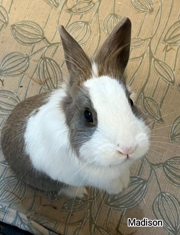 Madison - Rongeur Lapin à adopter