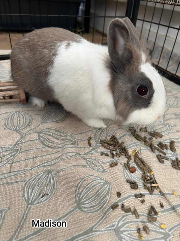 Madison - Rongeur Lapin à adopter - photo 2