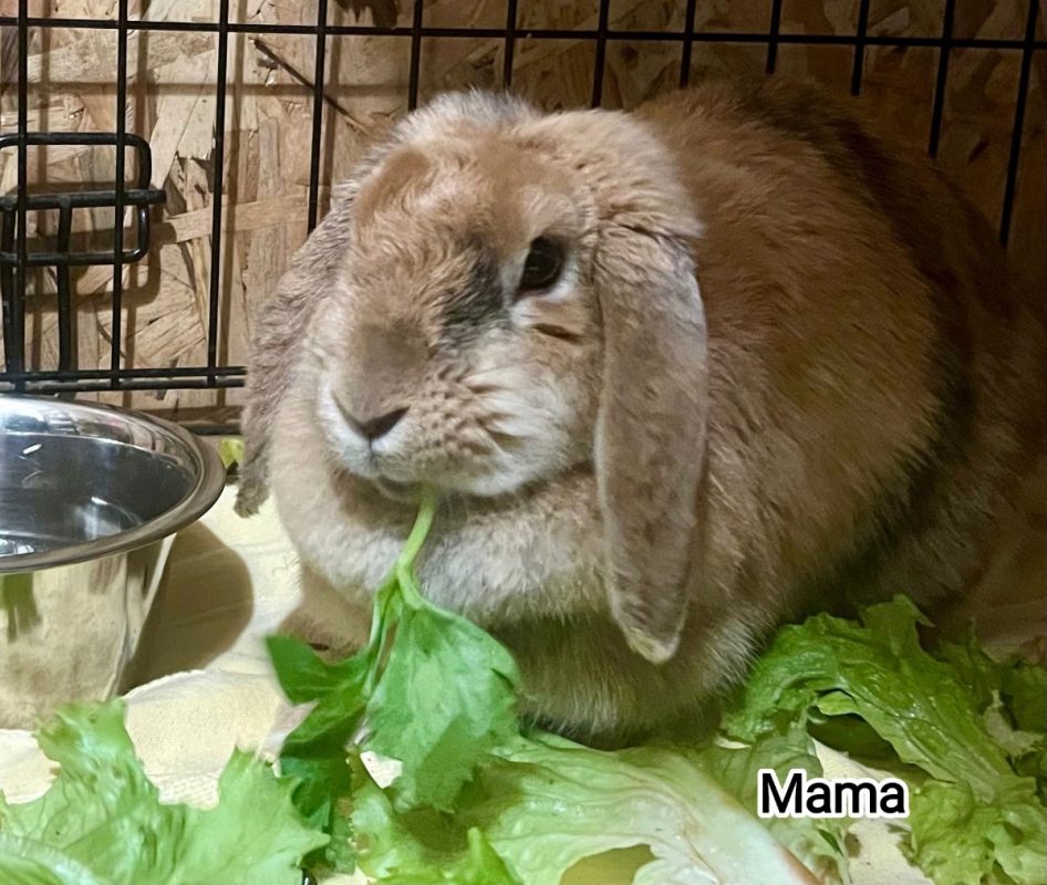 Mama - Rongeur Lapin à adopter
