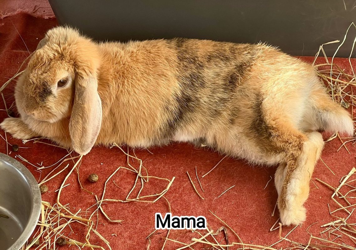 Mama - Rongeur Lapin à adopter - photo 2