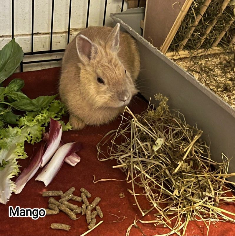 Mango - Rongeur Lapin à adopter - photo 2