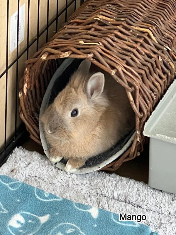 Mango - Rongeur Lapin à adopter - photo 3