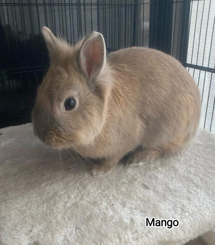 Mango - Rongeur Lapin à adopter