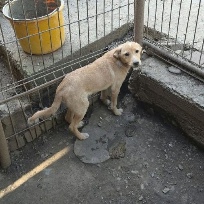 CHEYENNE - Chien à adopter - photo 4