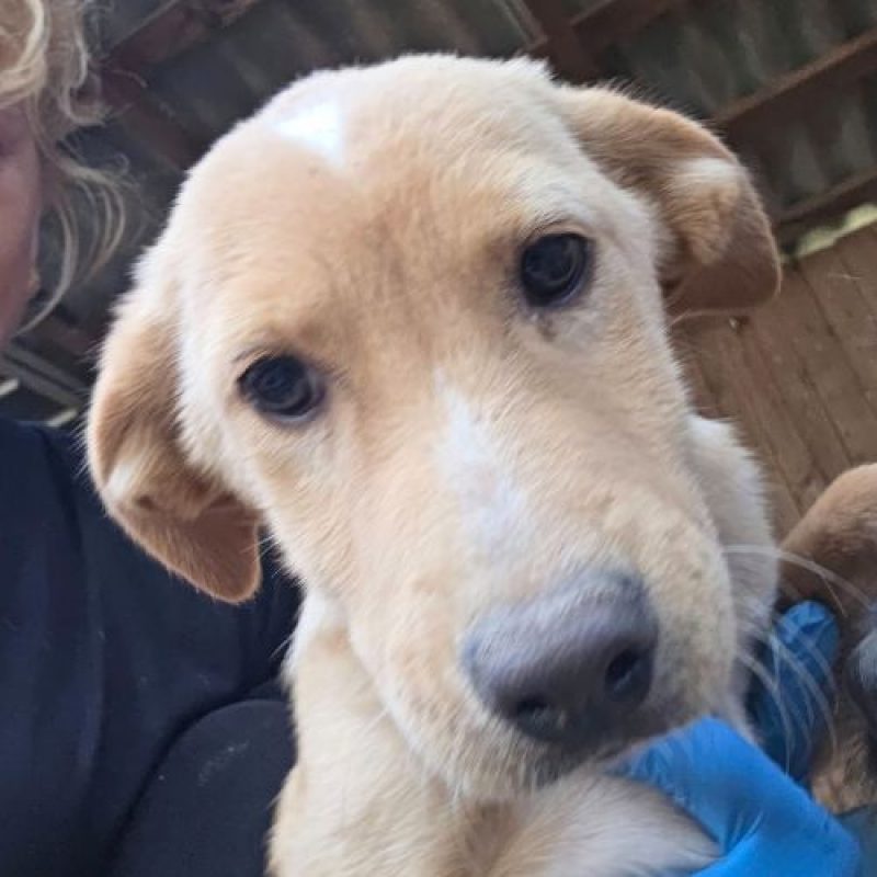 CHEYENNE - Chien à adopter - photo 3