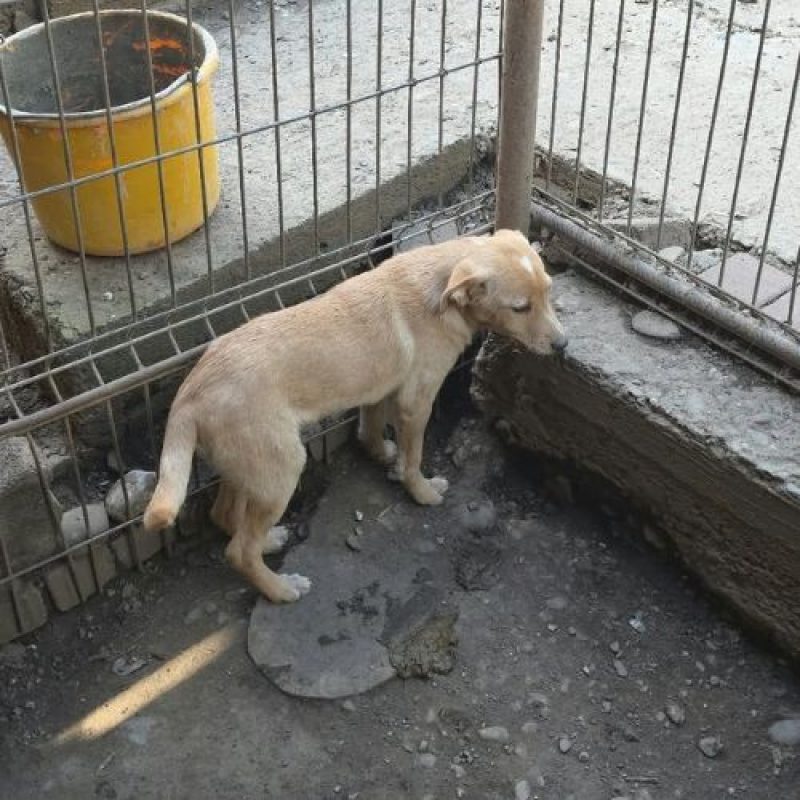 CHEYENNE - Chien à adopter - photo 2