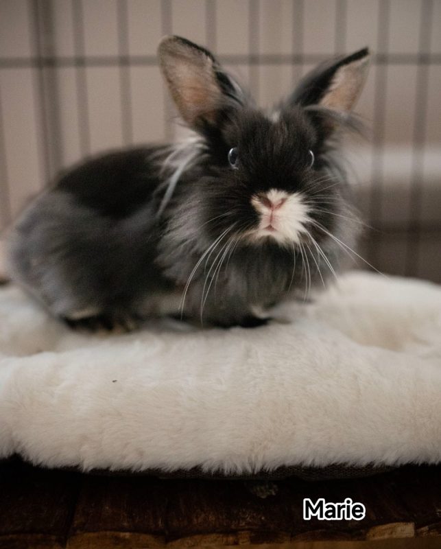 Marie - Rongeur Lapin à adopter - photo 2