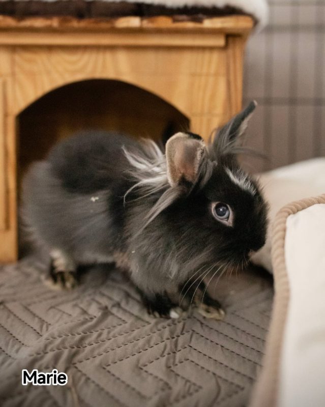 Marie - Rongeur Lapin à adopter - photo 3