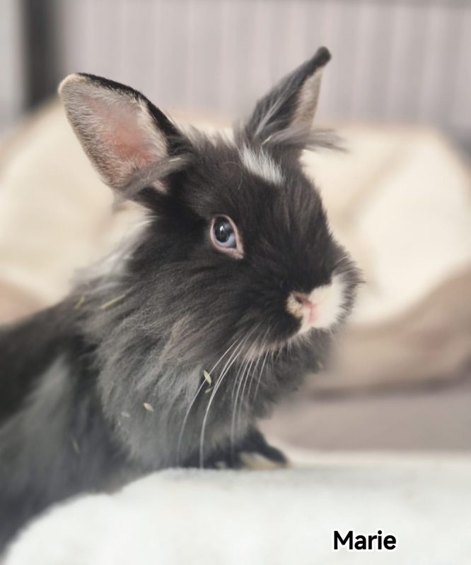 Marie - Rongeur Lapin à adopter