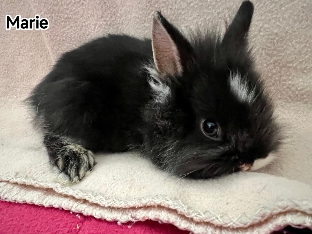 Marie - Rongeur Lapin à adopter - photo 4