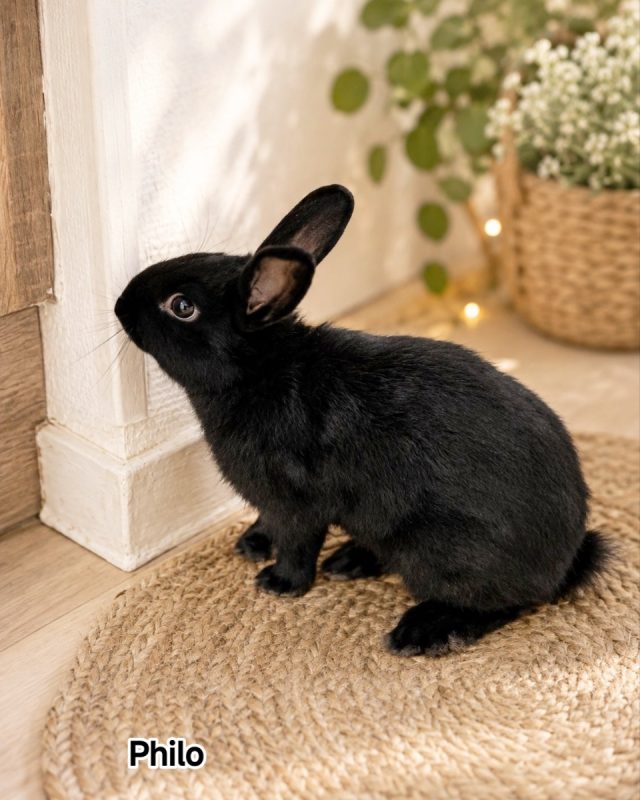Philo - Rongeur Lapin à adopter - photo 3