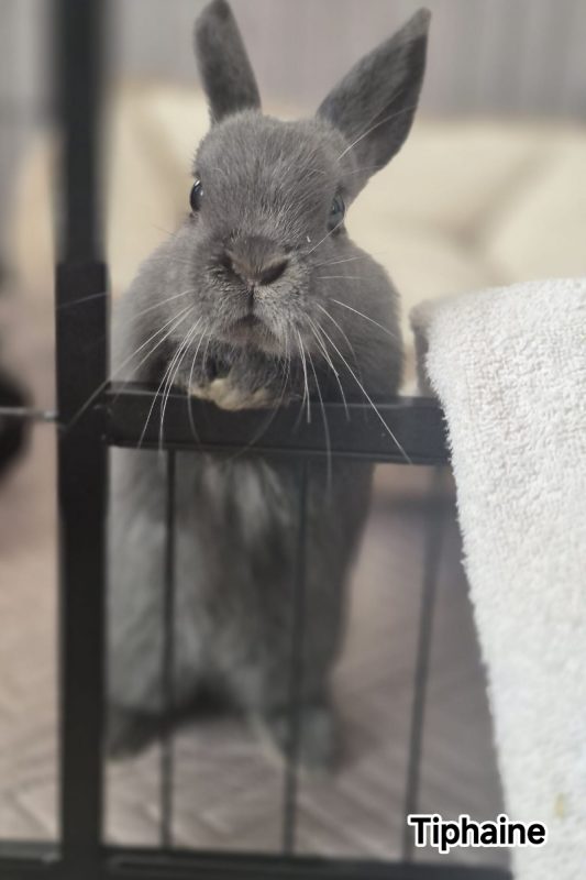 Tiphaine - Rongeur Lapin à adopter - photo 2