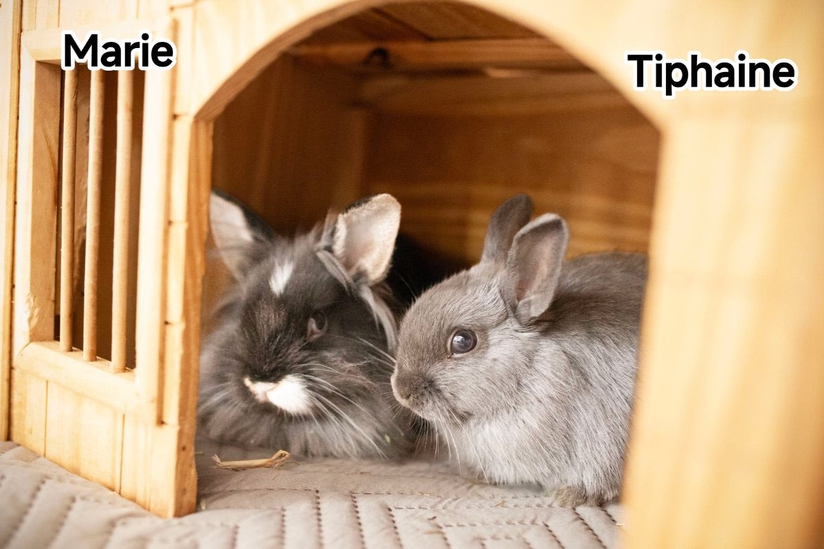 Tiphaine - Rongeur Lapin à adopter - photo 3