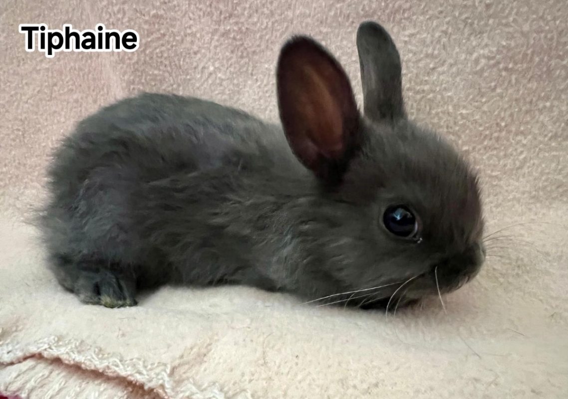 Tiphaine - Rongeur Lapin à adopter - photo 4