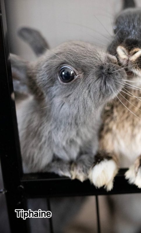 Tiphaine - Rongeur Lapin à adopter