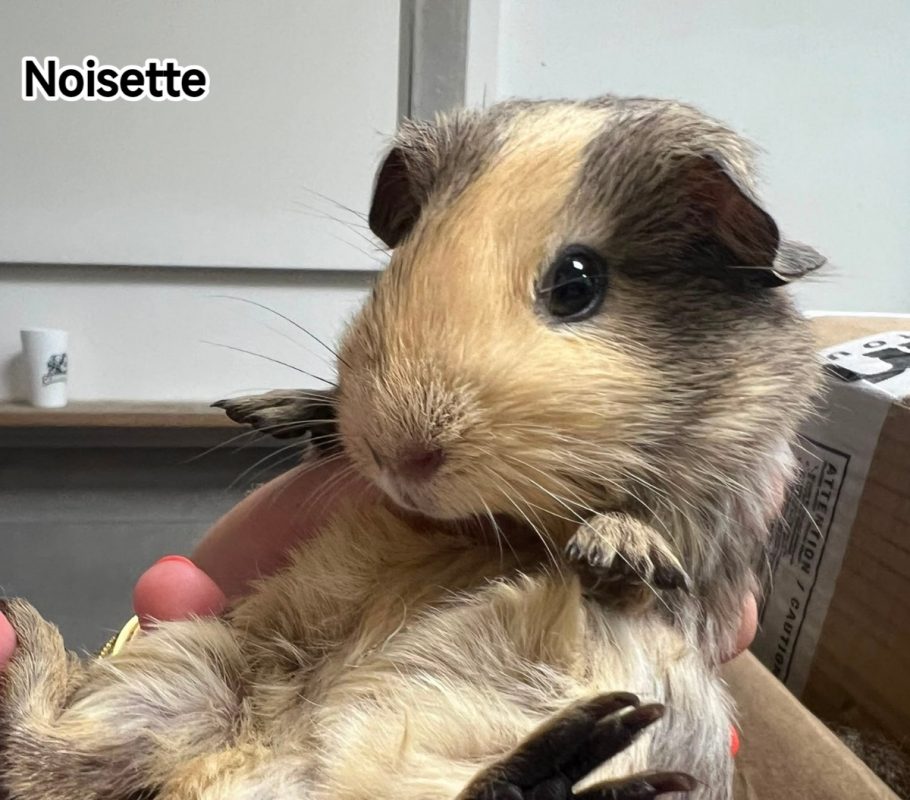 Noisette - Rongeur Autre rongeur à adopter