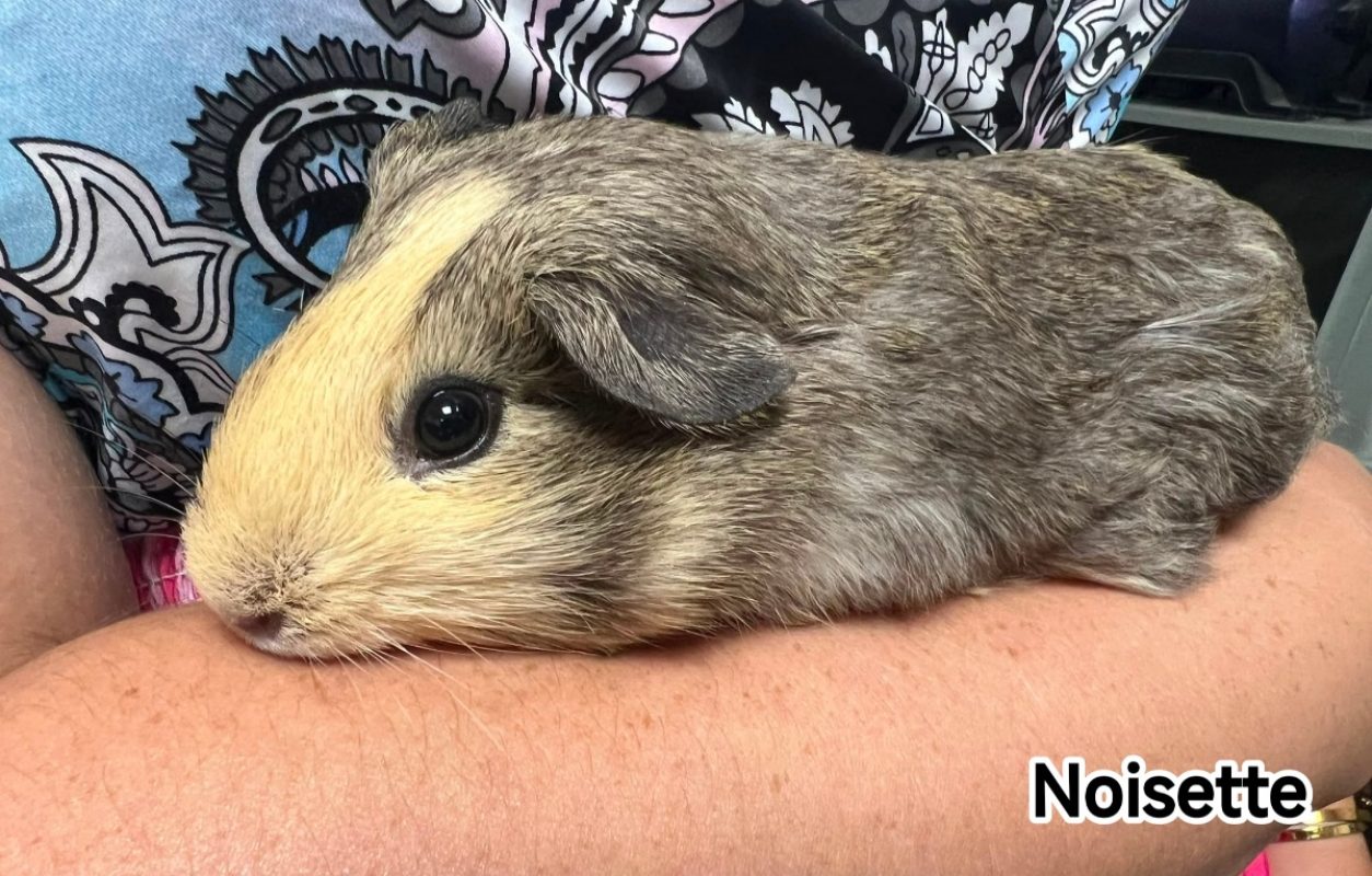Noisette - Rongeur Autre rongeur à adopter - photo 2