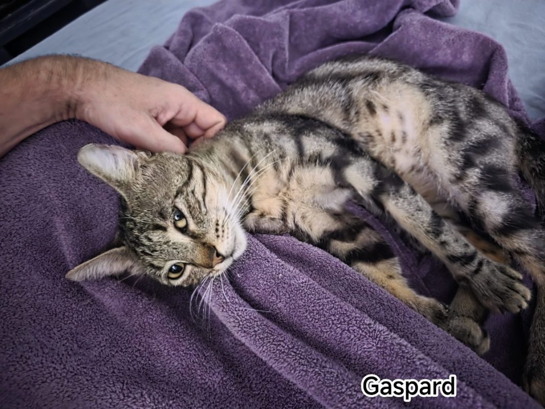Gaspard - Chat Européen à adopter - photo 3