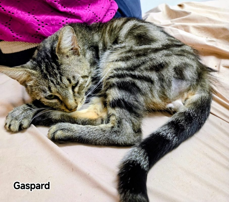 Gaspard - Chat Européen à adopter