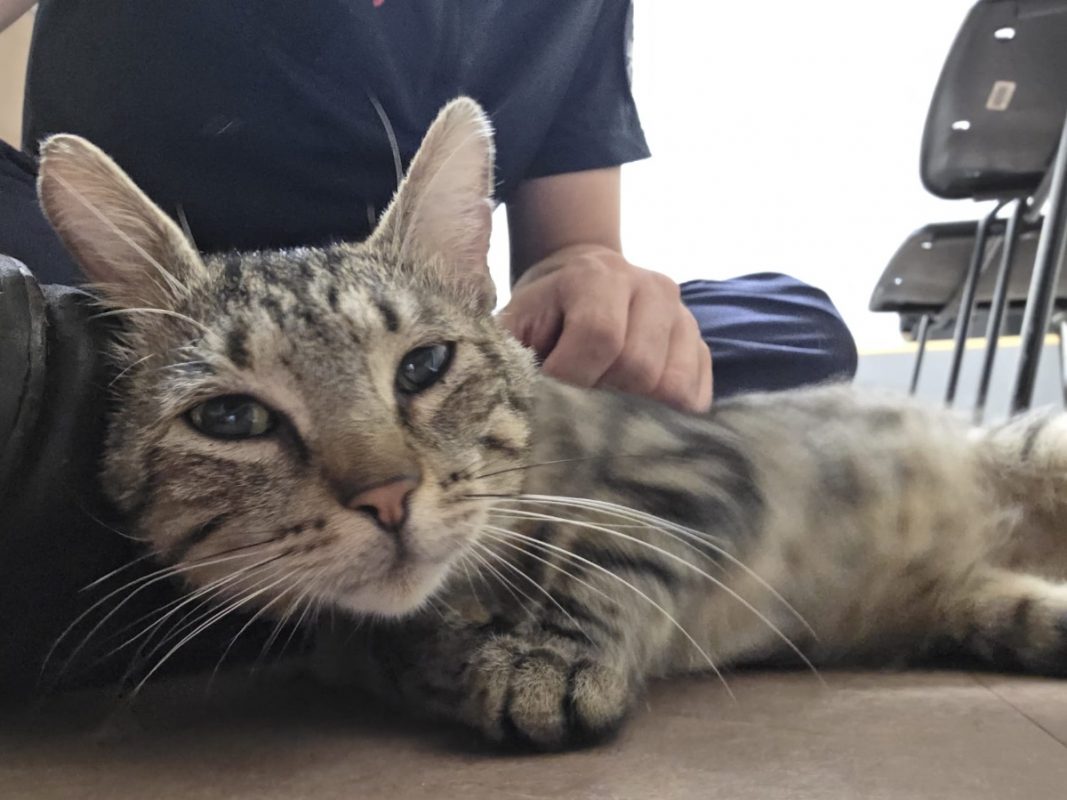 Gaspard - Chat Européen à adopter - photo 2