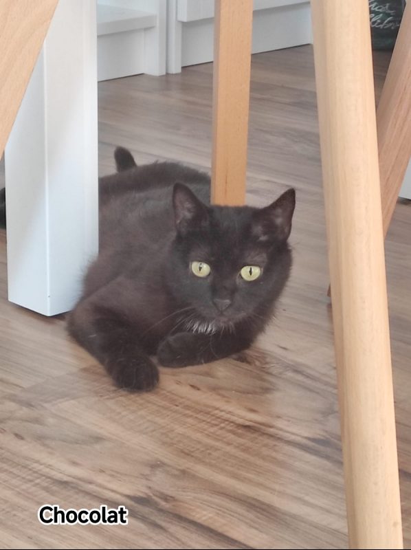 Chocolat zeytin - Chat à adopter - photo 3