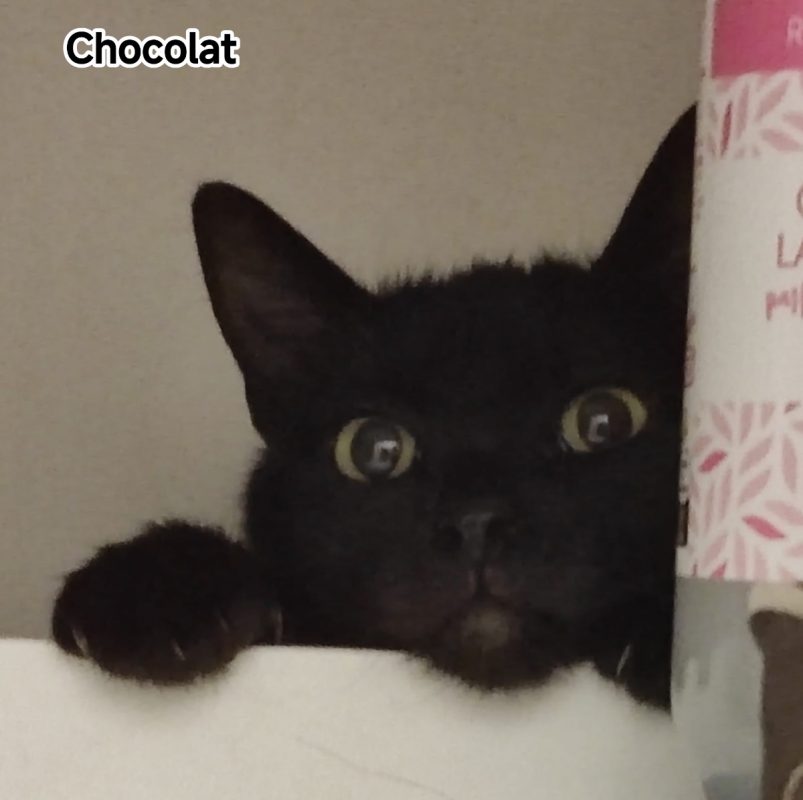Chocolat zeytin - Chat à adopter