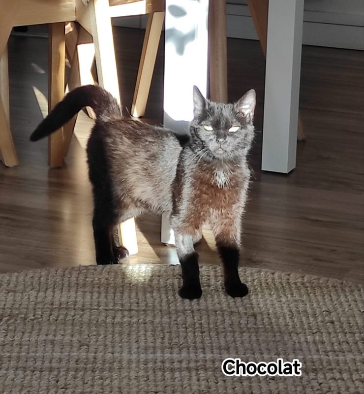 Chocolat zeytin - Chat à adopter - photo 2
