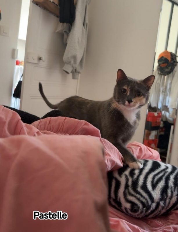 Pastelle - Chat Européen à adopter - photo 3