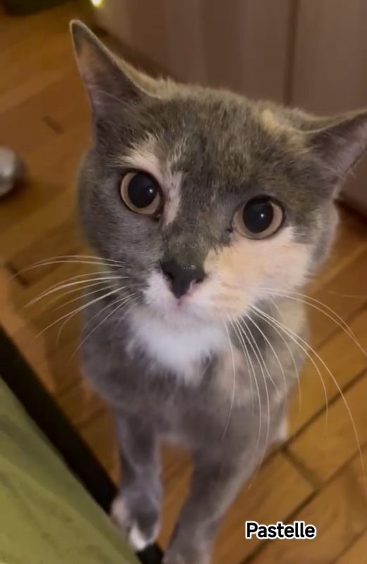 Pastelle - Chat Européen à adopter