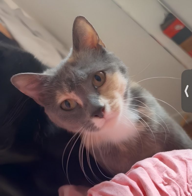 Pastelle - Chat Européen à adopter - photo 2