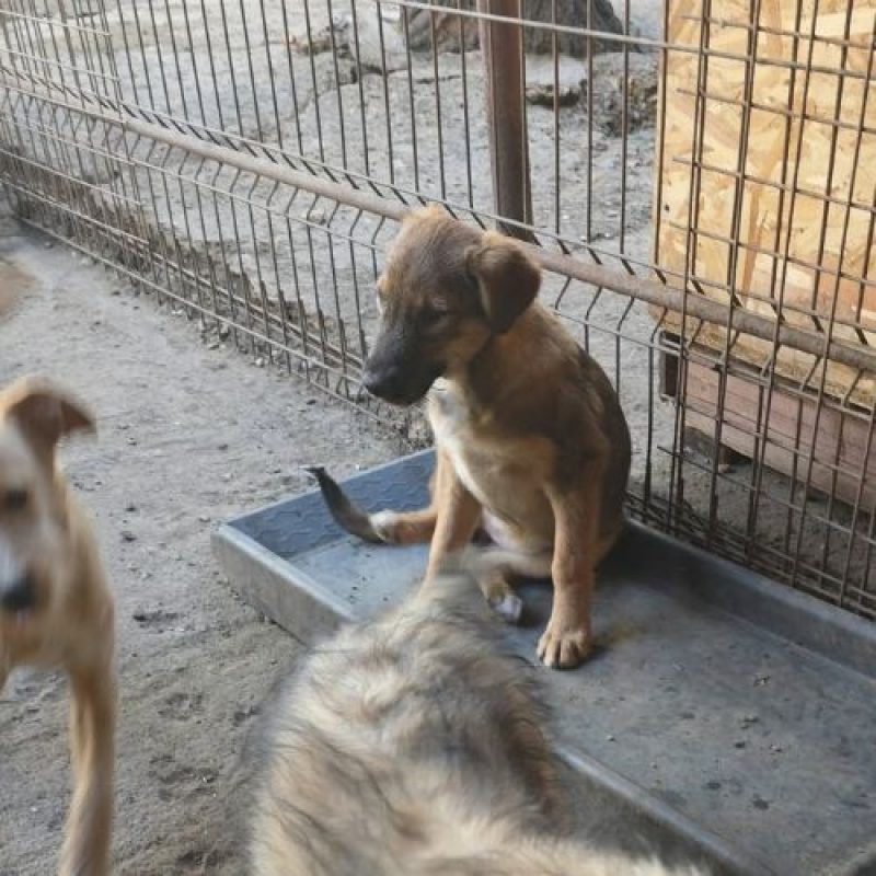 TAISS - Chien à adopter - photo 4