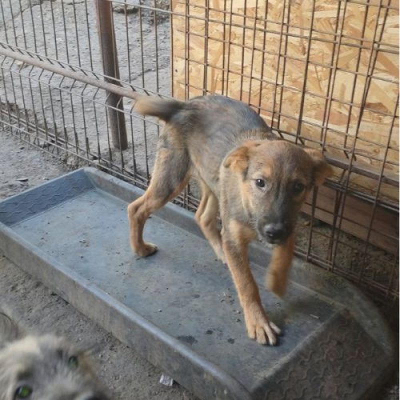 TAISS - Chien à adopter - photo 2