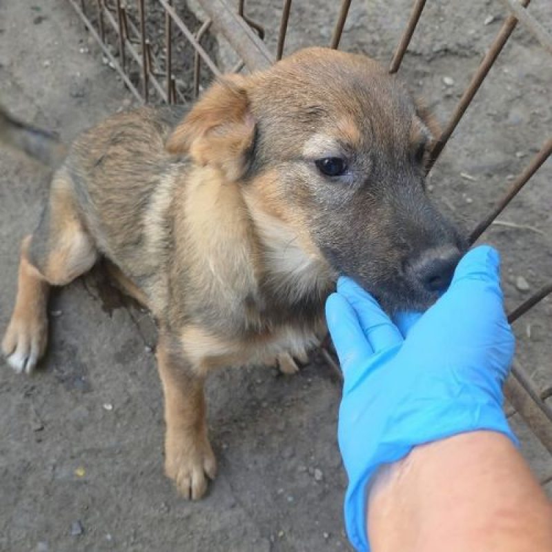 TAISS - Chien à adopter - photo 3