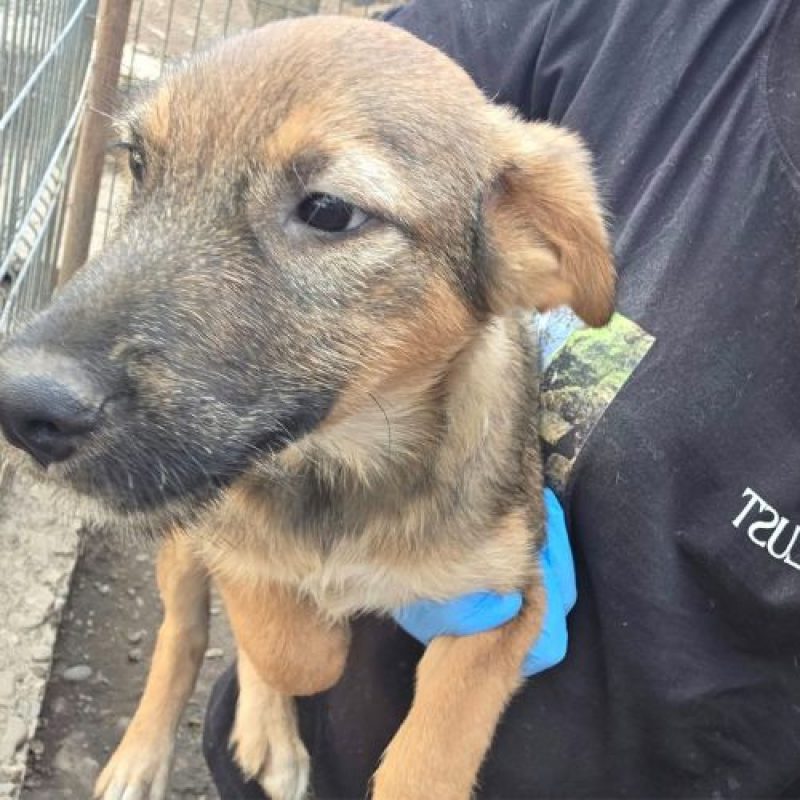 TAISS - Chien à adopter - photo 5