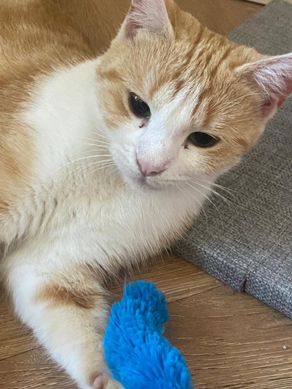 Louna - Chat Européen à adopter - photo 2