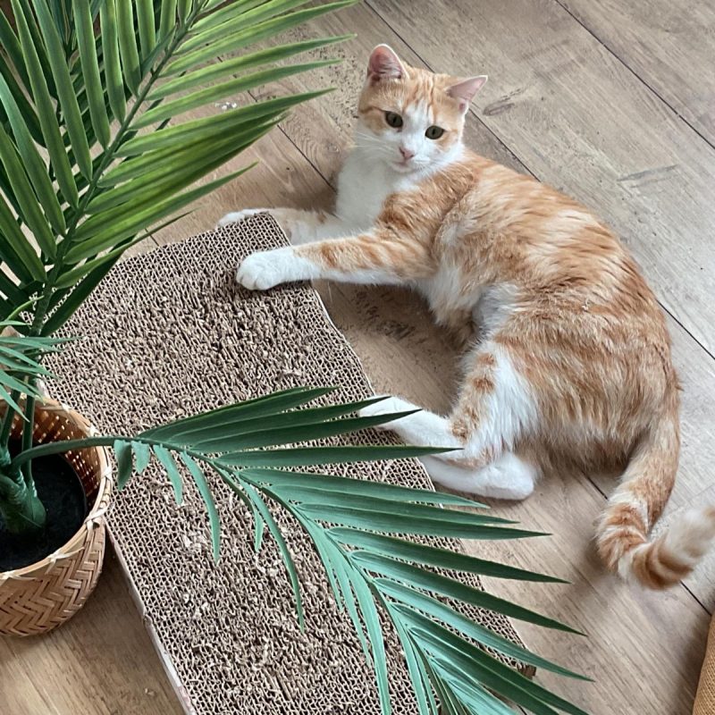Louna - Chat Européen à adopter