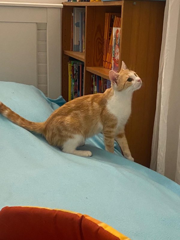 Louna - Chat Européen à adopter - photo 3