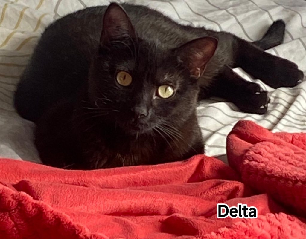 Delta - Chat Européen à adopter - photo 3