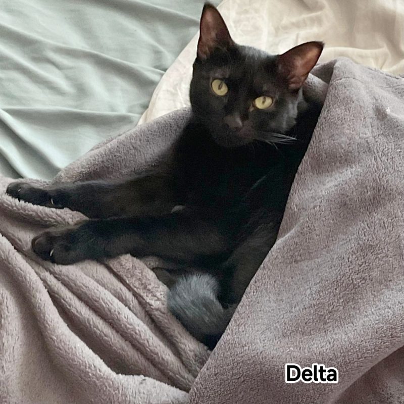 Delta - Chat Européen à adopter - photo 5