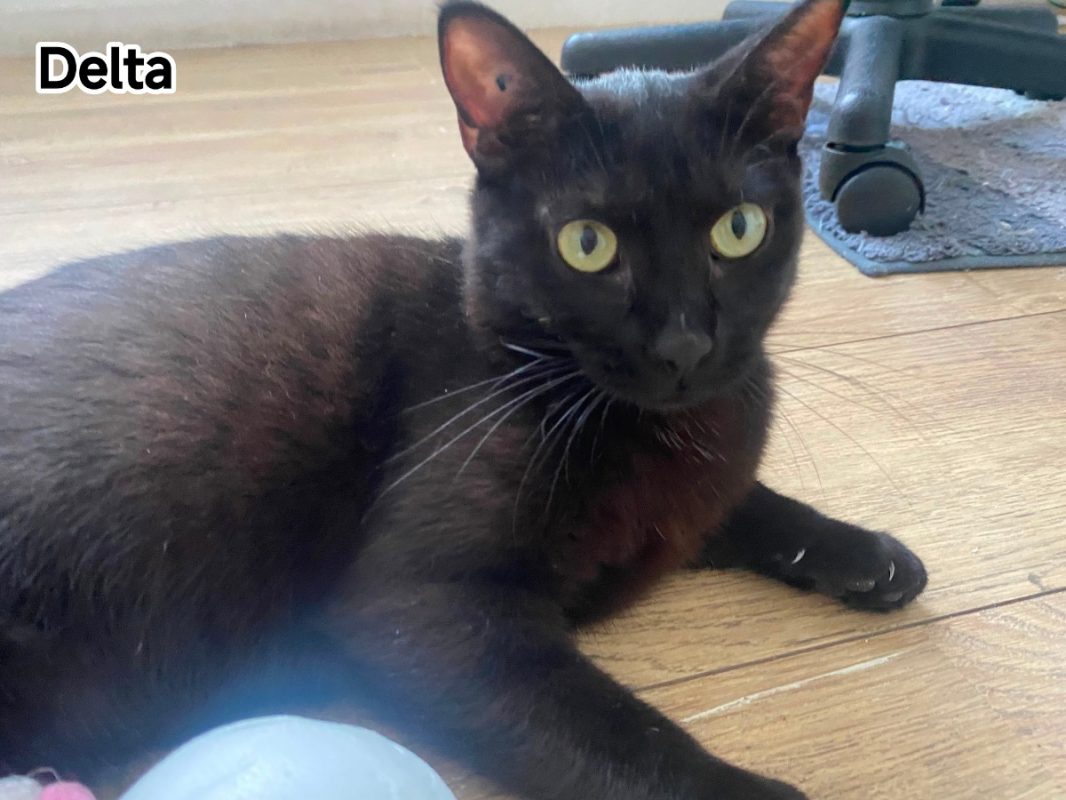 Delta - Chat Européen à adopter