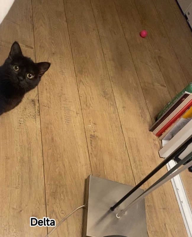 Delta - Chat Européen à adopter - photo 2