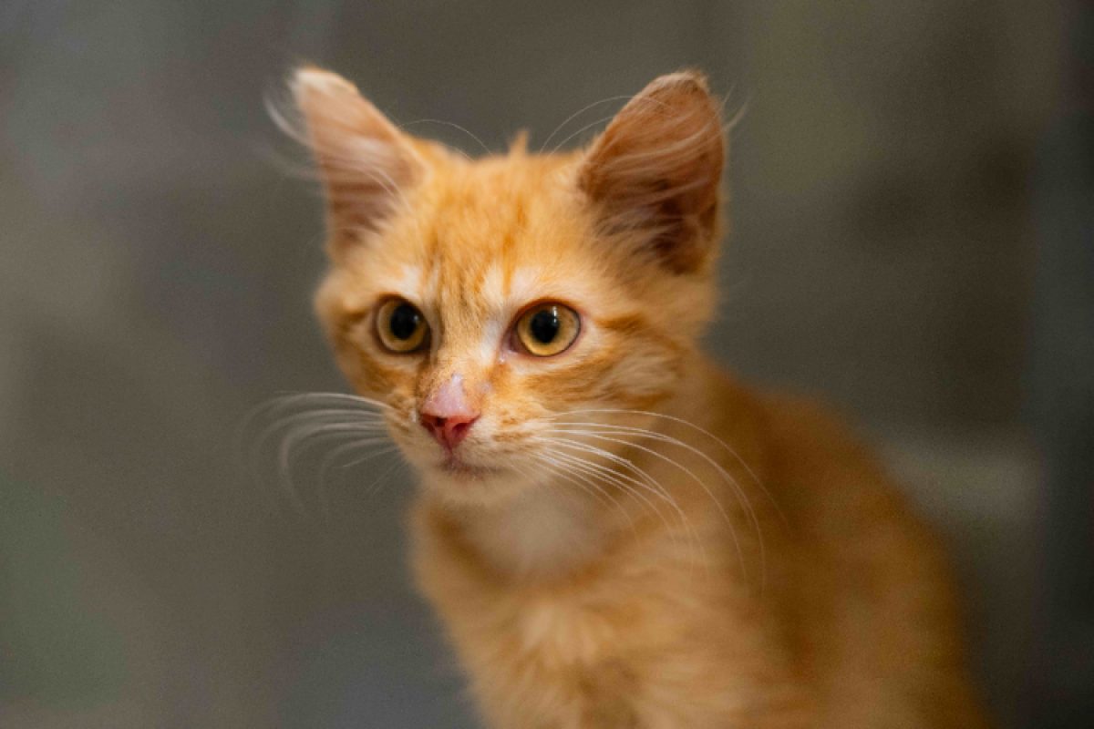 Safran - Chat Européen à adopter