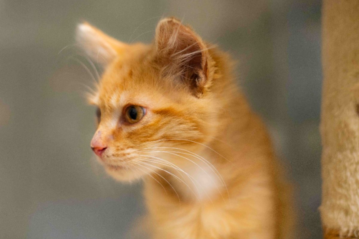 Safran - Chat Européen à adopter - photo 3
