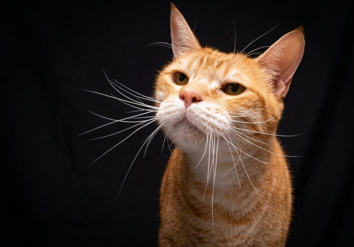 Brioche - Chat Européen à adopter